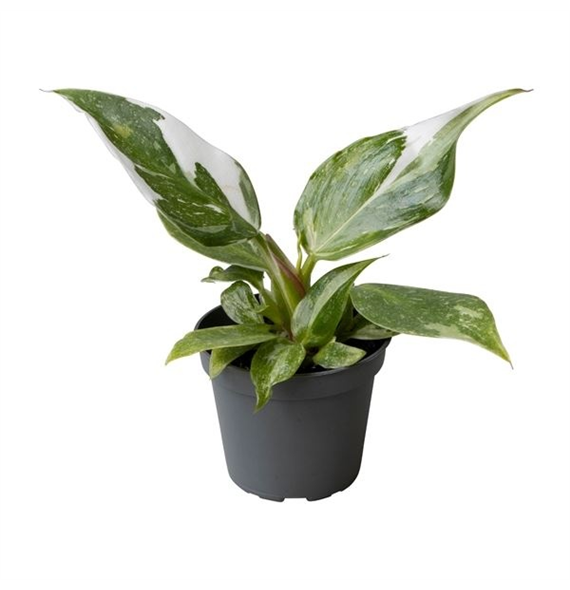 Philodendron 'White Princess' F00004988