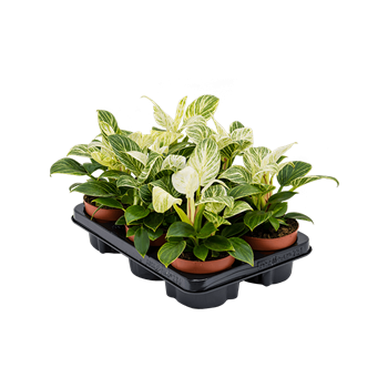 Philodendron 'White Wave' 6/tray 4PHWWBP12