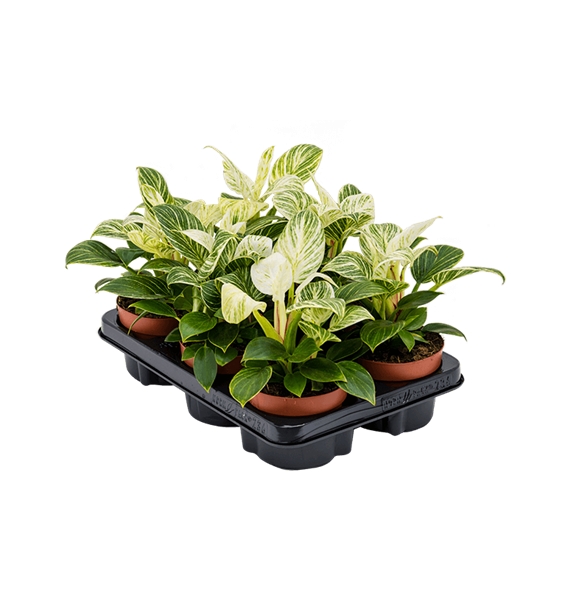 Philodendron 'White Wave' 6/tray 4PHWWBP12