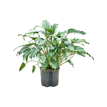 Philodendron 'Xanadu' 1PHXATU20