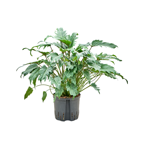 Philodendron 'Xanadu' 1PHXATU20