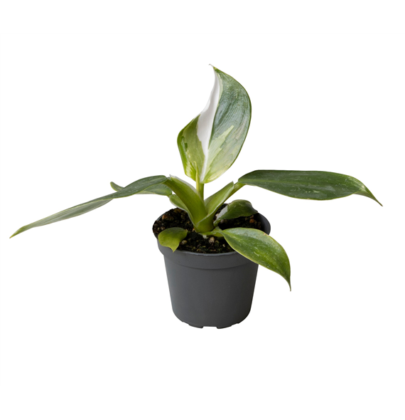 Philodendron 'White Wizard' F00004152