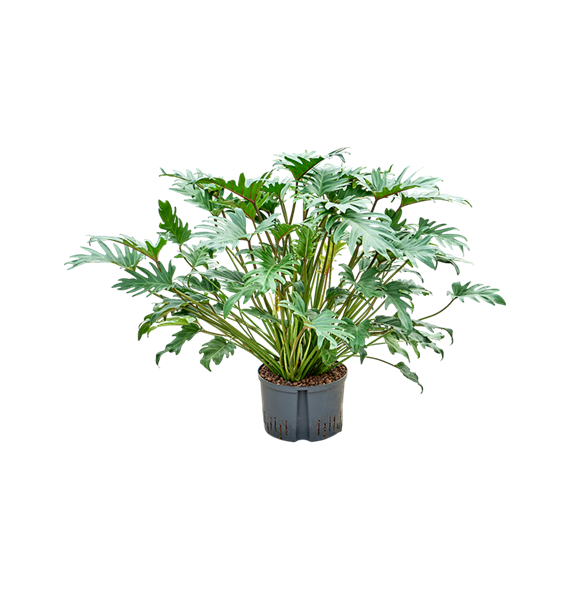 Philodendron 'Xanadu' 1PHXATU30