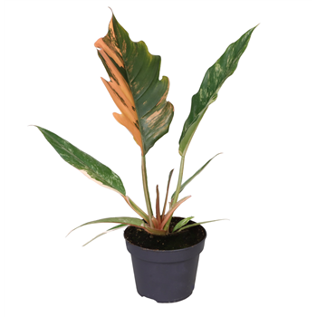 Philodendron Caramel Marble F00001908