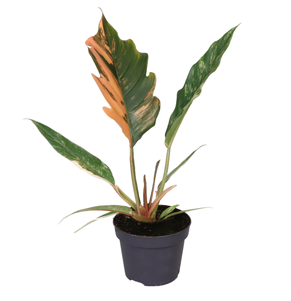 Philodendron Caramel Marble F00001908