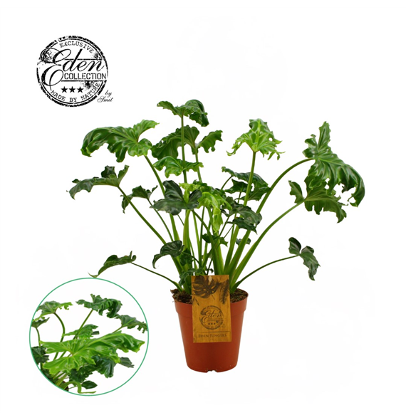 Philodendron Atlantis F00000430