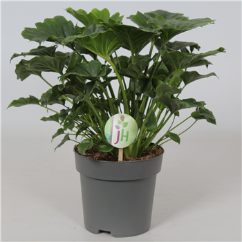 Philodendron Grizzly F00002823