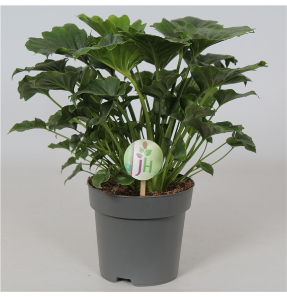 Philodendron Grizzly F00002823