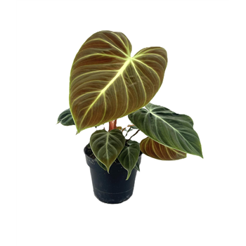 Philodendron El Choco Red F00005223