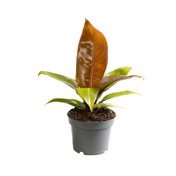 Philodendron Orange F00002051