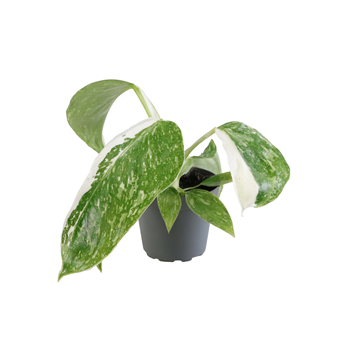 Philodendron Jose Buono F00001272