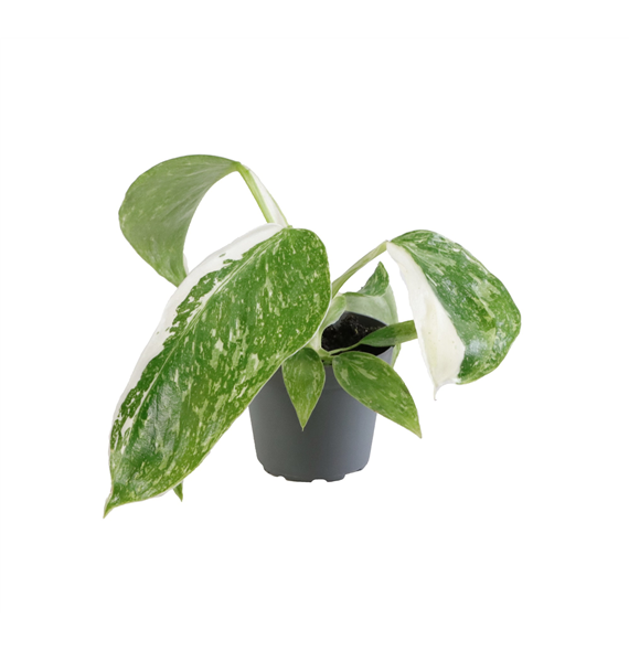 Philodendron Jose Buono F00001272