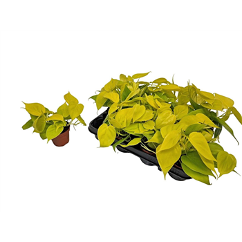 Philodendron Neon F00005146