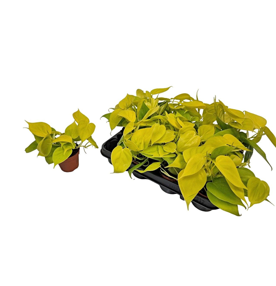 Philodendron Neon F00005146