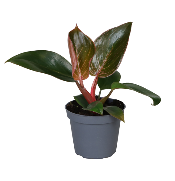 Philodendron Pink Bikini F00001276