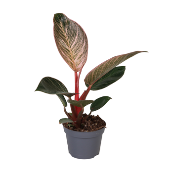 Philodendron Pink Bikini F00001277