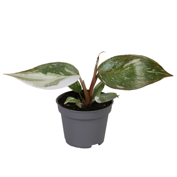 Philodendron Red Anderson F00001280
