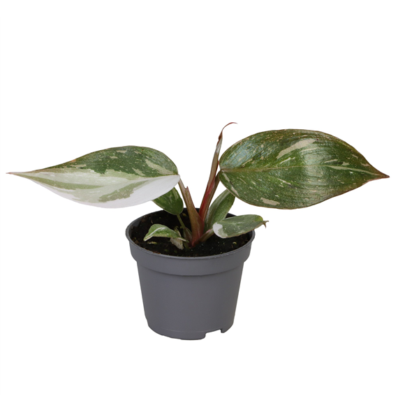 Philodendron Red Anderson F00001280