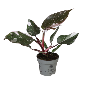 Philodendron Red Anderson F00001915