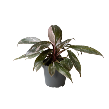 Philodendron Pink Princess Marble F00001271