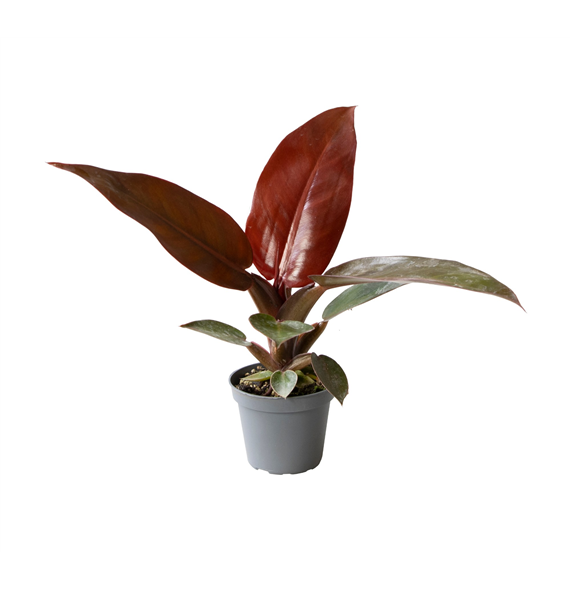 Philodendron Red Sun F00000988