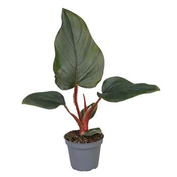 Philodendron Squamiferum x Serpens F00001916