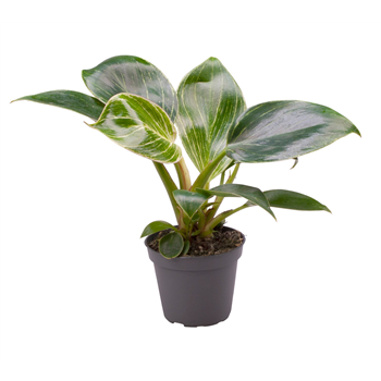 Philodendron White Measure F00000983
