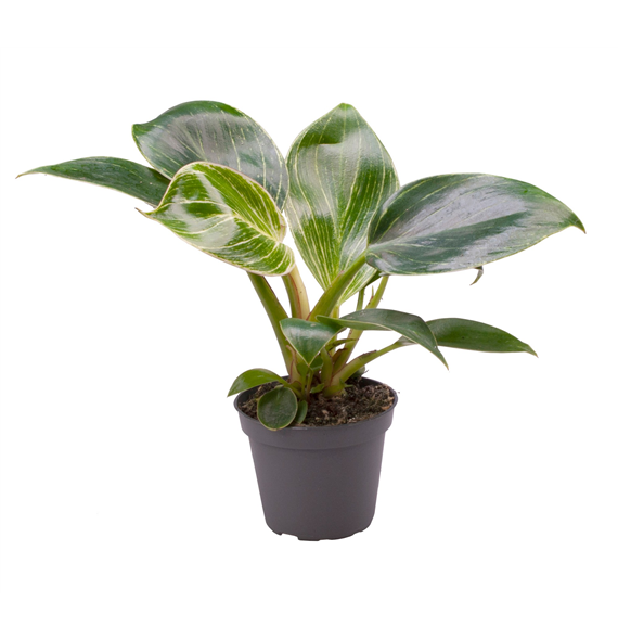 Philodendron White Measure F00000983