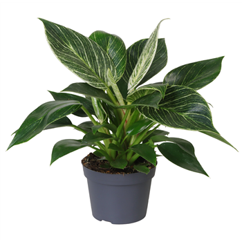 Philodendron White Measure 8/tray F00000984