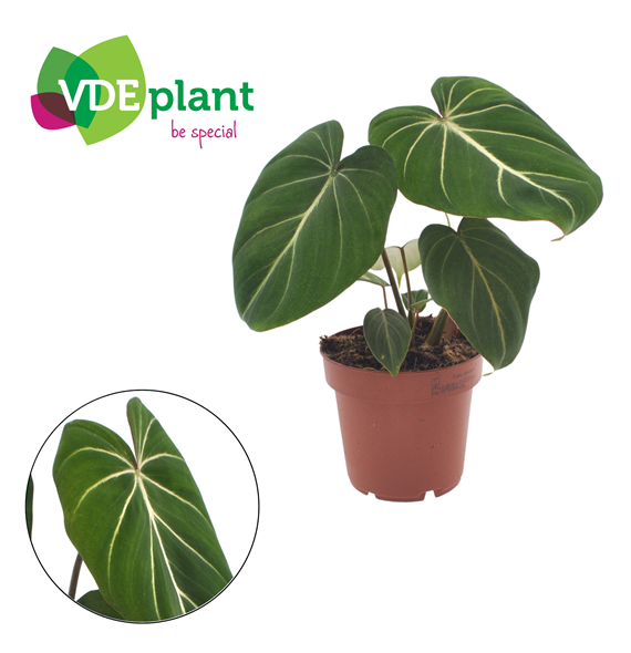 Philodendron gloriosum F00001685