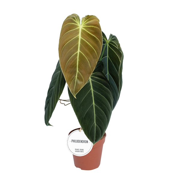 Philodendron melanochrysum F00004143