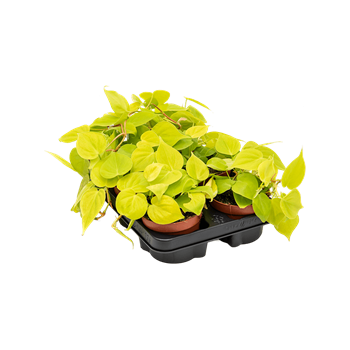 Philodendron micans lime 6/tray 4PHMLBP12