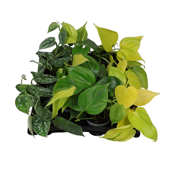 Philodendron mix F00001960