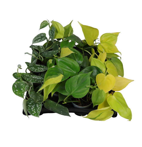 Philodendron mix F00001960