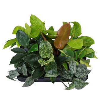 Philodendron mix F00002066