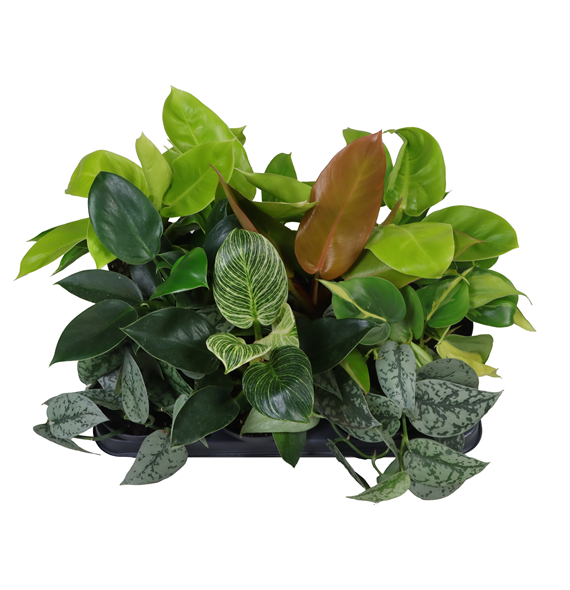 Philodendron mix F00002066