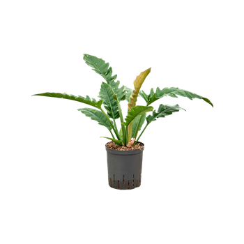 Philodendron narrow 'Ring of fire' 1PHNRBU17