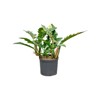Philodendron narrow 'Ring of fire' 1PHNRBU22