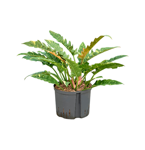 Philodendron narrow 'Ring of fire' 1PHNRBU25
