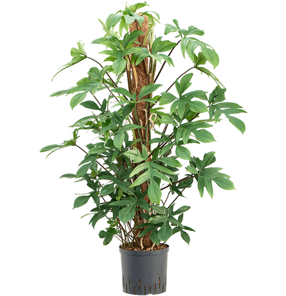 Philodendron pedatum 1PHPEMK22