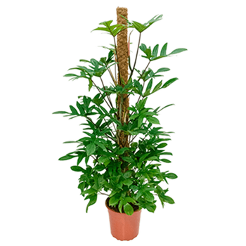 Philodendron pedatum 4PHPDMK35