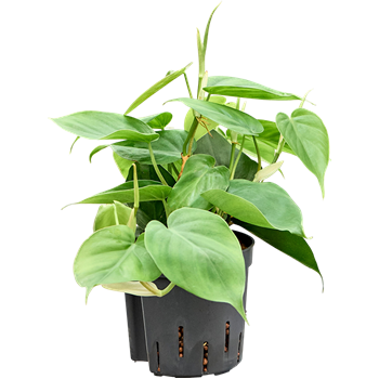 Philodendron scandens 2PHSCHA14