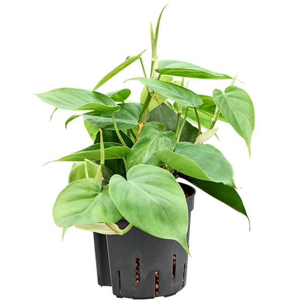 Philodendron scandens 2PHSCHA14