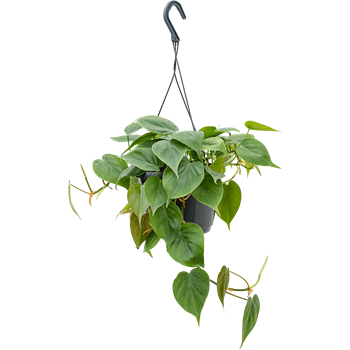 Philodendron scandens 4PHSCHA17