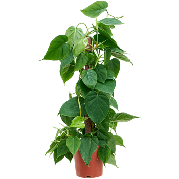Philodendron scandens 4PHSCMK80