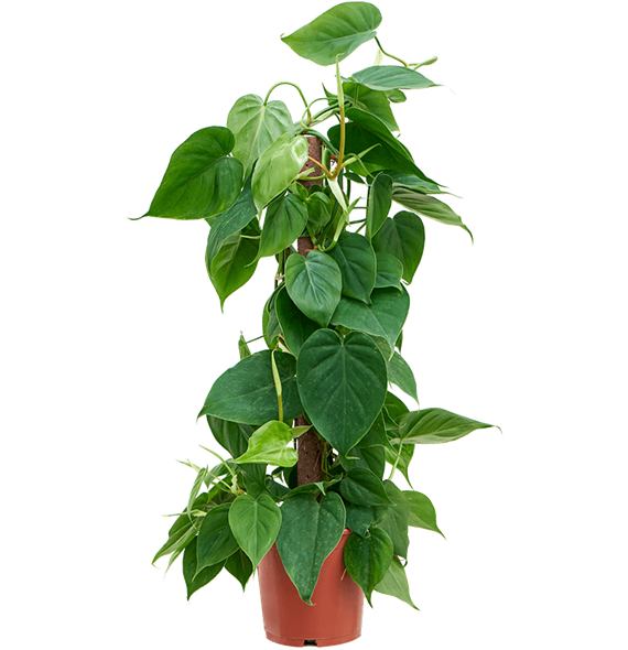Philodendron scandens 4PHSCMK80