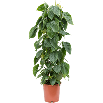 Philodendron scandens 4PHSCZU02