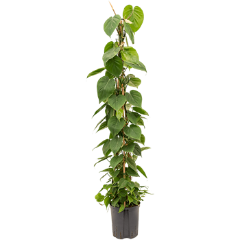 Philodendron scandens 1PHSCPY03