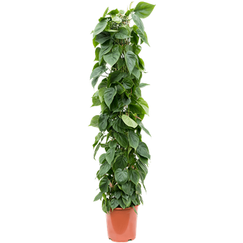 Philodendron scandens 4PHSCZU07