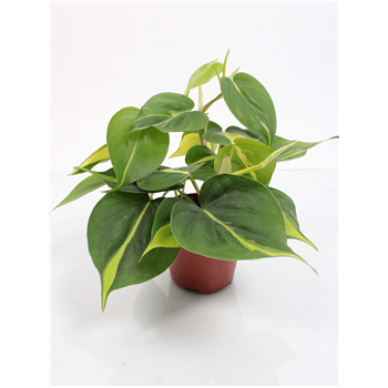 Philodendron scandens 'Brasil' F00002095